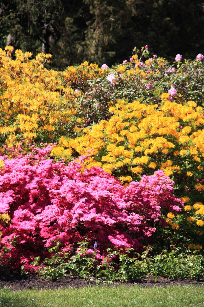 Rhododendren